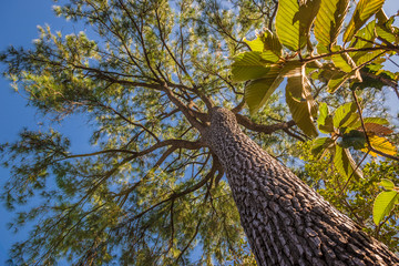 Fototapeta premium Pine trees with sky