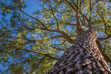 Pine trees with sky