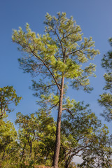 Pine trees with sky