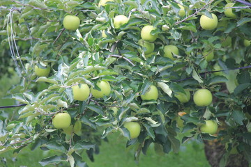 まだ実が青いリンゴの木(福島県)