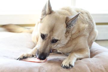 dog laying on bed chewing bone