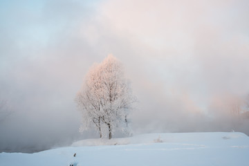 amazing landscape with frozen snow covered trees at sunrise  

