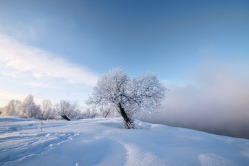 Snowy frozen landscape of sunrise on lakeside with trees
