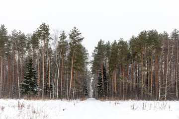 Winter woods