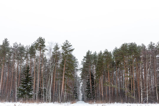 Fototapeta Winter woods