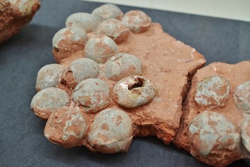 恐竜の卵の化石