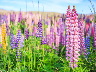 View of Lupin Flower Field near Lake Tekapo Landscape, New Zealand. Various, Colorful Lupin Flowers in full bloom with the background of mountain ranges.