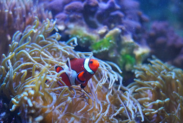Naklejka na ściany i meble clown fish in the coral reef