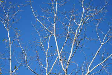 Tree branches in front of the blue sky in winter season