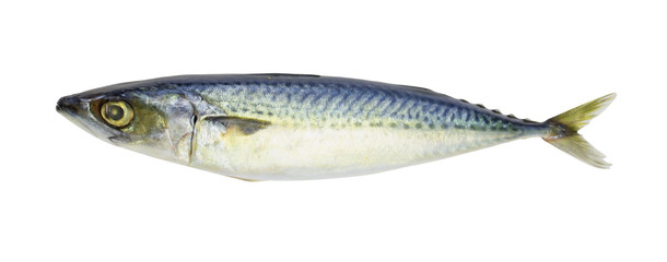 Fresh mackerel isolated on white background with clipping path.