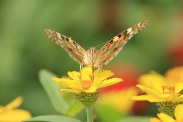 花と蝶（ヒメアカタテハ）　Painted Lady