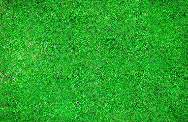 Fototapeta premium green lawn,backyard for background
