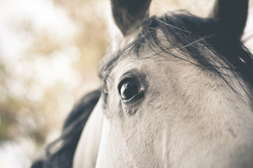 Closeup of a horses eye 