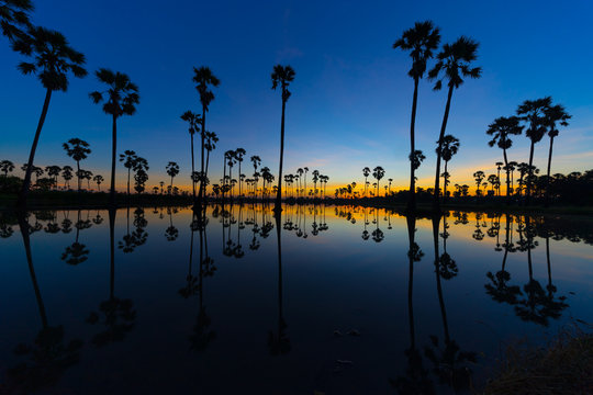 Silhouette of Sugar Palm Trees on Blue Sky at Twilight Time. Reflection on the Water.