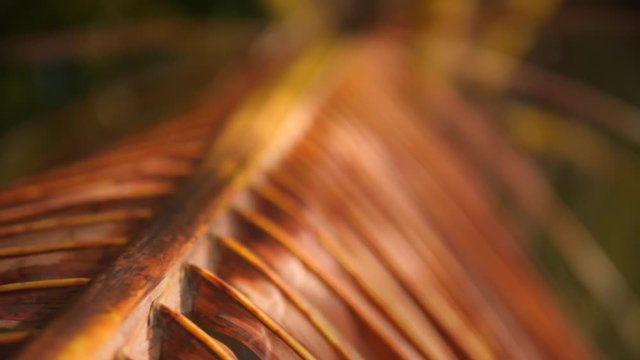 Old Yellow Coconut Palm Leaf Close Up View. 4K Slow Motion. Phuket, Thailand.