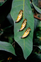 Butterfly larva on a green leaf taken closeup,Butterfly Pupa, macro,Pupa of the butterfly