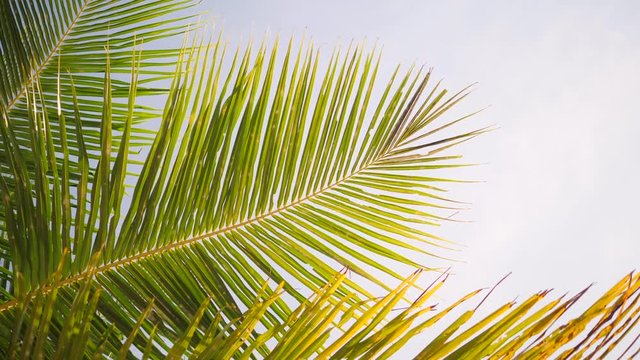 Green Coconut Palm Leaves Against Blue Sky and Sun Rays. Tropical Background. 4K. Thailand.