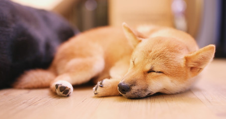 Little shiba sleeping on floor