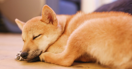 Little puppy shiba inu dog sleep on floor
