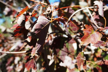 Red Maple Leaves Close-Up