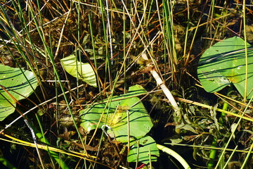 Landscape views of the swamplands of the Florida Everglades
