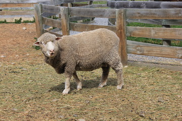 こちらに顔を向ける羊(ニュージーランド)