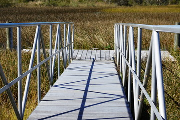 Landscape views of the swamplands of the Florida Everglades