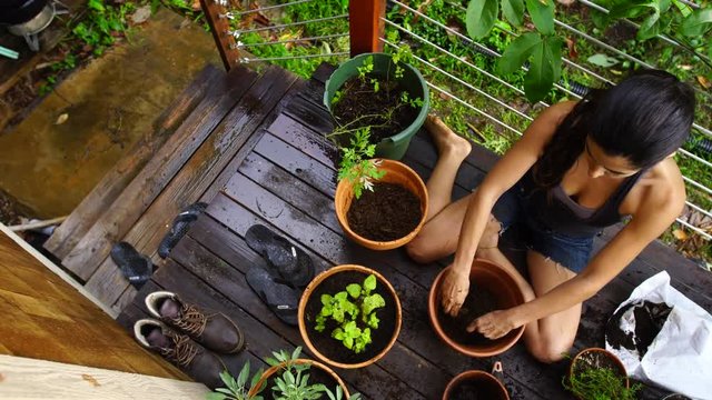 An attractive young native woman uses her hands to scoop potting soil and plant herbs and succulent plants in red clay pots, while kneeling on a rustic deck with a lush jungle background.