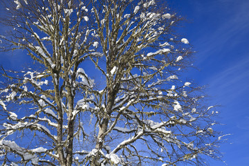 beautiful tree on the branches lies snow against the blue sky