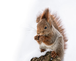 fluffy squirrel sitting on tree trunk covered with snow in winter park and eating nut