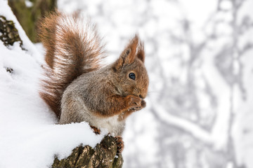 fluffy squirrel sitting on tree trunk covered with snow and eating nut