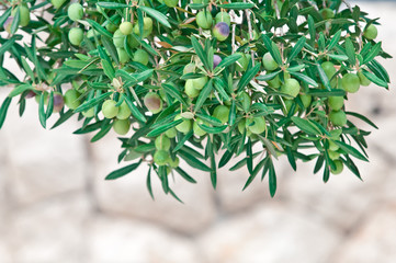 Mediterranean olive trees and olive branches with copy space