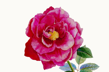 One pink rose flower.