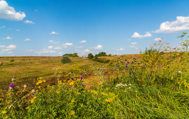 Autumn Steppe landscape with thistles in foreground