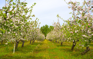 Spring blooming apple orchard