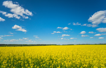 Naklejka premium Field of blooming rapeseed