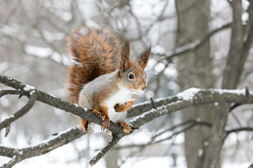 Naklejka na ściany i meble curious red squirrel sitting on tree branch and searching for food in winter forest