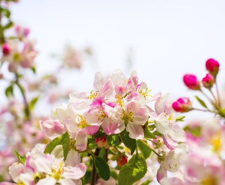 Blossoming apple tree in spring