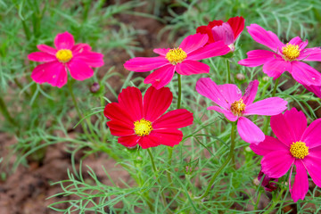 Beautiful cosmos at the garden