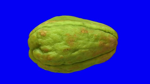 Realistic render of a rotating chayote on blue background. The video is seamlessly looping, and the 3D object is scanned from a real chayote.
