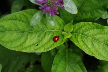 Ladybug brooch