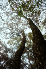 Fototapeta na wymiar 霧の中に並ぶ木2