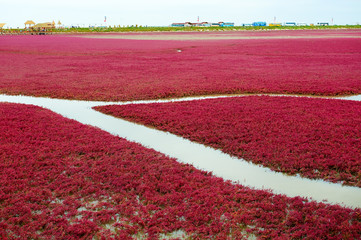 The Panjin city red beach landscape.