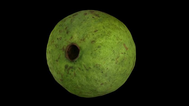 Realistic render of a rotating guava on black background. The video is seamlessly looping, and the 3D object is scanned from a real fruit.
