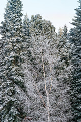Dark coniferous forest in the snow, frost, frosty mist in winter landscape, closeup © golubka57