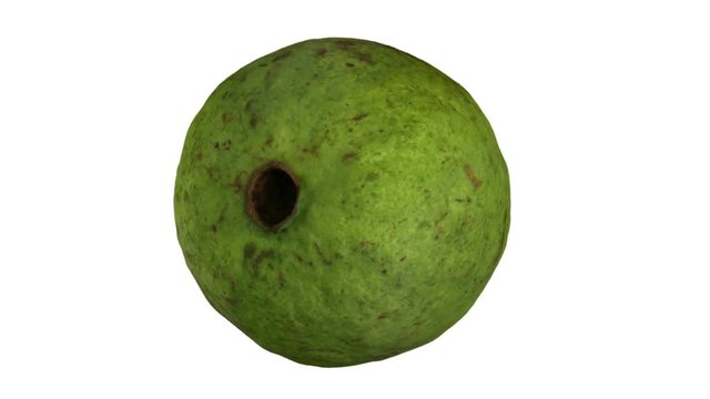 Realistic render of a rotating guava on white background. The video is seamlessly looping, and the 3D object is scanned from a real fruit.
