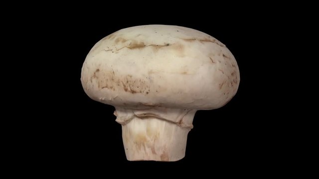 Realistic render of a rotating white (champignon) mushroom on black background. The video is seamlessly looping, and the 3D object is scanned from a real mushroom.
