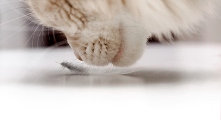 Side view of a cat, gently sniffing a fluffy feather
