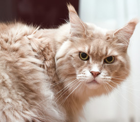 A big agressive cream maine coon cat looking in camera
