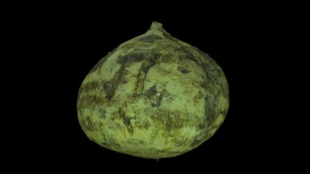 Realistic render of a rotating Mexican Turnip (Jicama) on black background. The video is seamlessly looping, and the 3D object is scanned from a real mexican turnip.
